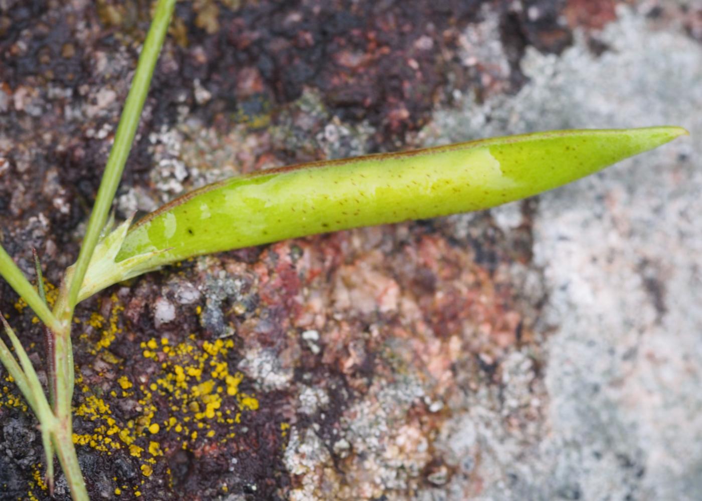 Vetchling, Round-seeded fruit